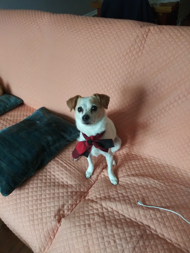 Pet Supply Store «The Good Dog Shoppe Kennesaw/The Good Dog Co.Atl», reviews and photos, 4200 Wade Green Rd NW #5, Kennesaw, GA 30144, USA