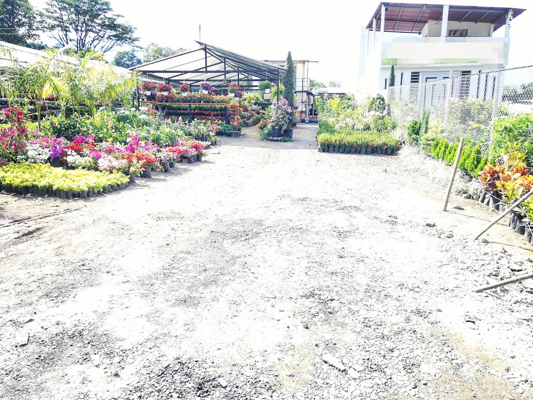 Vivero la primavera Ibagué Tolima