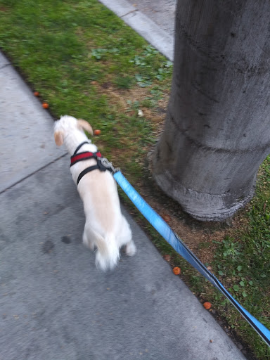 Pet Supply Store «Unleashed by Petco», reviews and photos, 600 Redondo Ave, Long Beach, CA 90814, USA