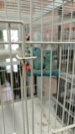 Bird Shop «The Aviary at Cauley Square», reviews and photos, 22400 Old Dixie Hwy, Miami, FL 33170, USA