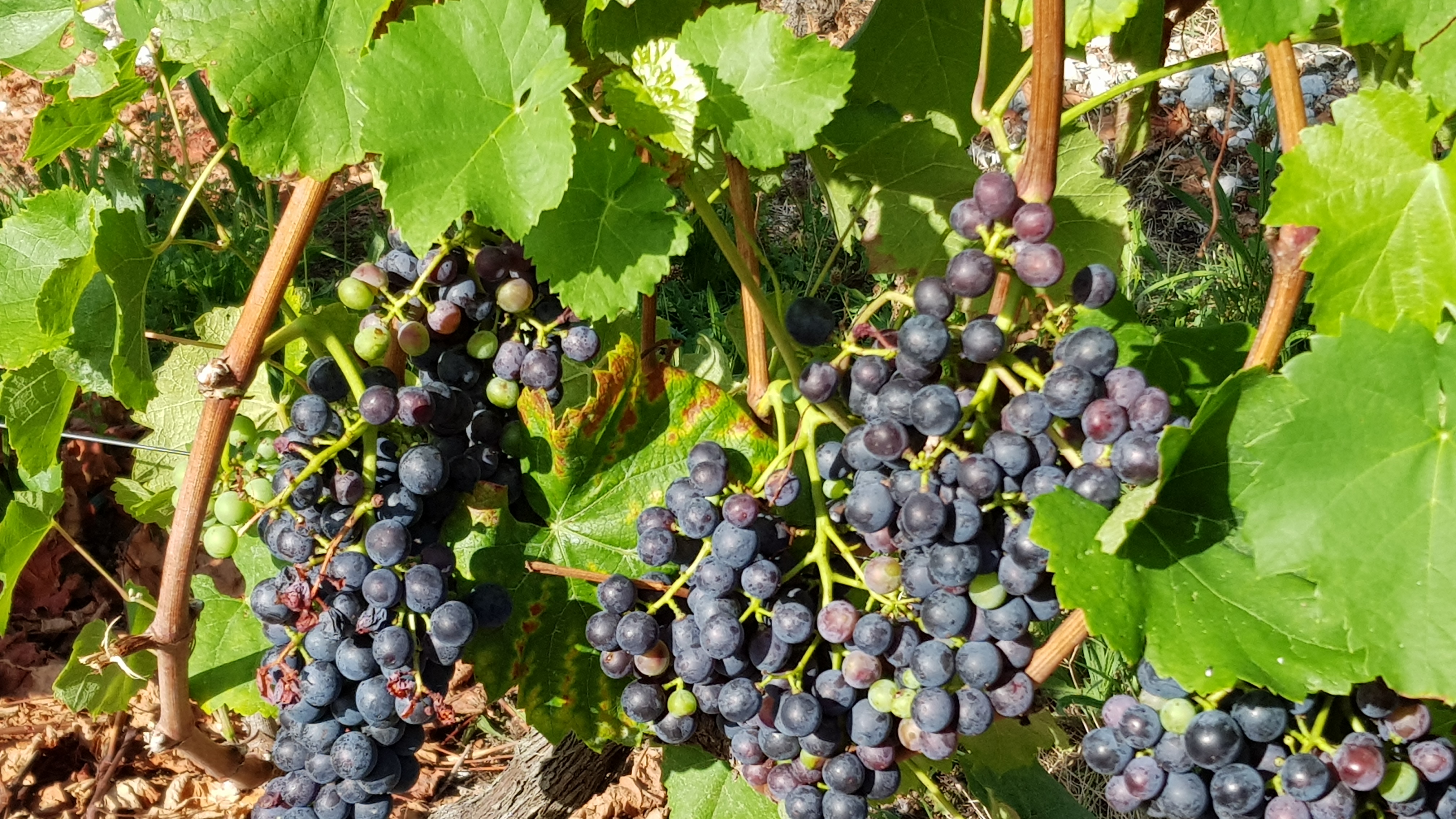 Photo n° 3 de l'avis de dominique.a fait le 13/10/2021 à 12:09