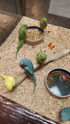 Pet Store «Pet Kingdom», reviews and photos, 4650 S Cleveland Ave, Fort Myers, FL 33907, USA
