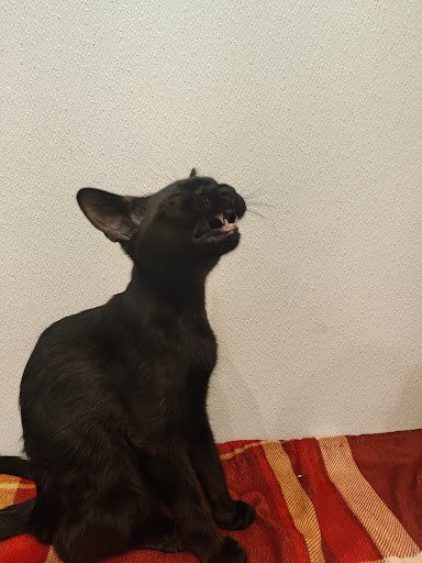 Pet Store «Wilmette Pet Center LLC», reviews and photos, 625 Green Bay Rd, Wilmette, IL 60091, USA