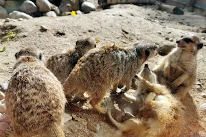 Meerkats image
