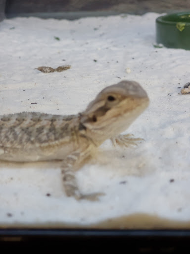 Pet Supply Store «Petco Animal Supplies», reviews and photos, 6425 Keizer Station Blvd, Keizer, OR 97303, USA