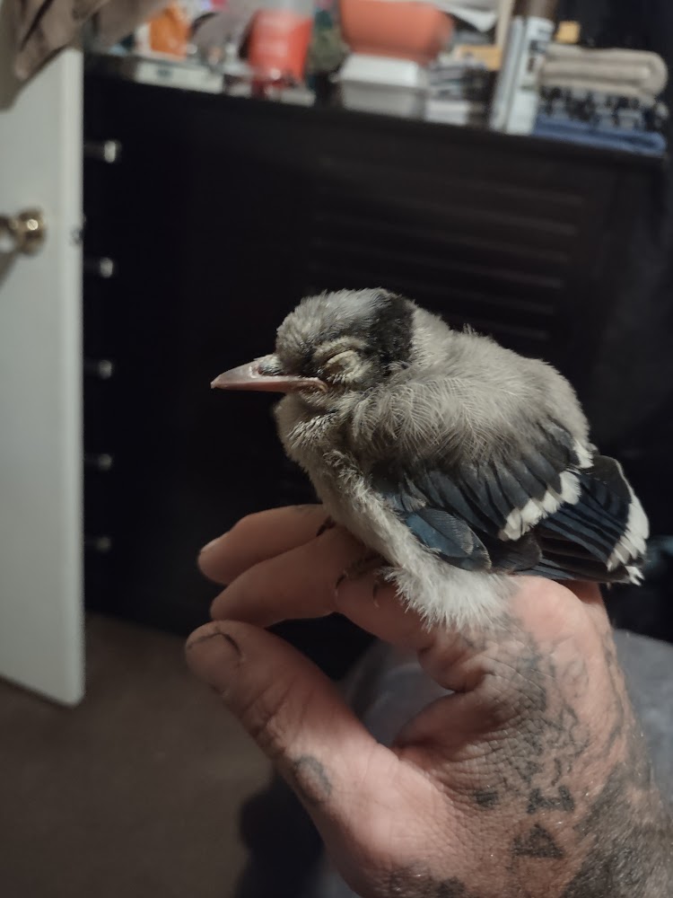 TNT Bail Bonds location