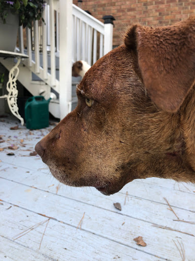 Lowrys Bed & Biscuit