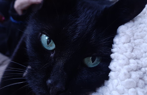 Animal Shelter «Humane Society of Ocean City», reviews and photos, 1 Shelter Rd, Ocean City, NJ 08226, USA