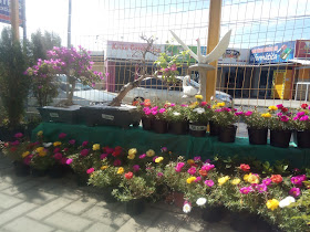 Vida Exotica Garden