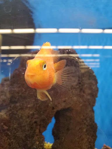 Pet Supply Store «Petco Animal Supplies», reviews and photos, 226 Thornton Drive, Dickson, TN 37055, USA