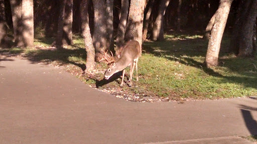 Park «McAllister Park», reviews and photos, 13102 Jones Maltsberger Rd, San Antonio, TX 78247, USA