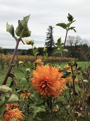 Winery «Bainbridge Vineyards», reviews and photos, 8989 NE Day Rd, Bainbridge Island, WA 98110, USA