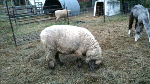 Tourist Attraction «Shawhaven Farm», reviews and photos, 1826 Rolfe Rd, Mason, MI 48854, USA