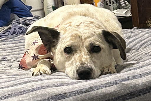 Animal Clinic of Tippah County image