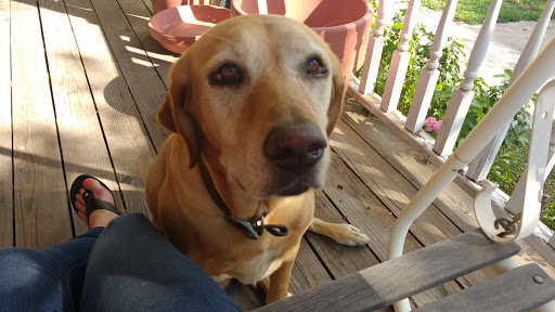 Florist «Bald Mountain Nursery», reviews and photos, 6195 Bald Mountain Rd, Browns Valley, CA 95918, USA