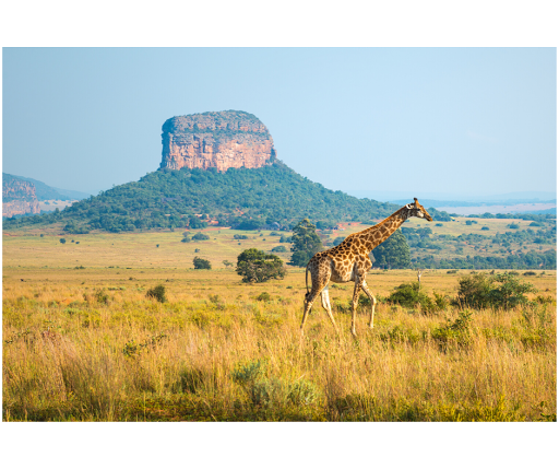 Travel Agency «Travel Leaders», reviews and photos, 23601 Lorain Rd, North Olmsted, OH 44070, USA