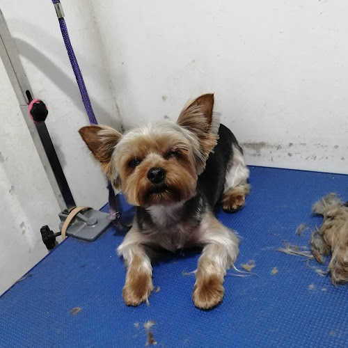 Peluquería Canina Mister Au Au - Peluquería