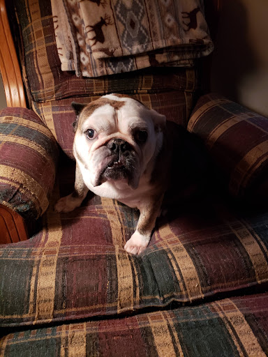 Pet Store «Pet Valu», reviews and photos, 95 Linwood Ave, Colchester, CT 06415, USA