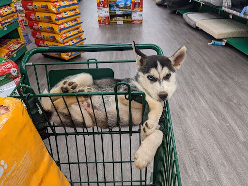 Pet Supply Store «Pet Supplies Plus», reviews and photos, 3100 Manchester Rd, Akron, OH 44319, USA