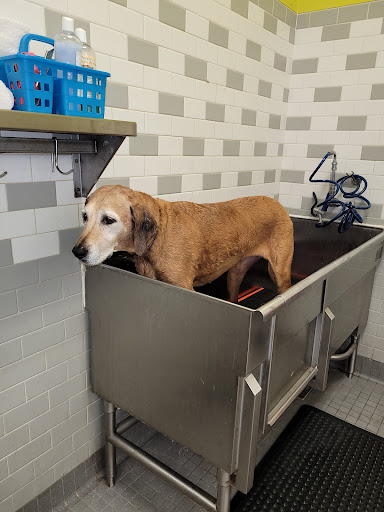 Pet Supply Store «Unleashed by Petco», reviews and photos, 8412 Georgia Ave, Silver Spring, MD 20910, USA