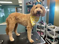 Paws at Play with Selena - Car repair in North Liberty, IA, Iowa City - Rated 5.0/5