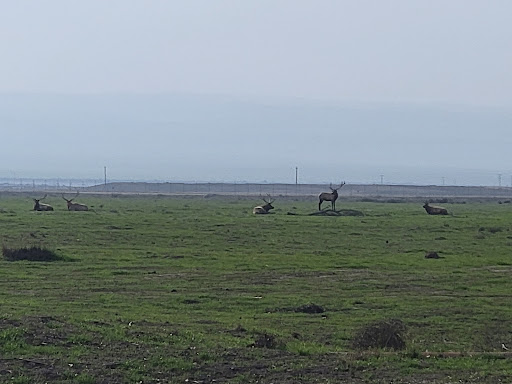 Nature Preserve «Tule Elk Reserve State Natural Reserve», reviews and photos, 8653 Station Rd, Buttonwillow, CA 93206, USA