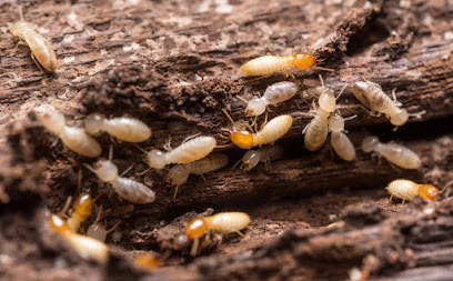 Affordable Termite Control In Anaheim