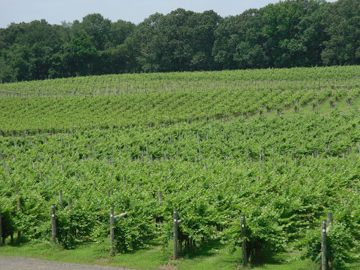 Winery «Laurita Winery», reviews and photos, 85 Archertown Rd, New Egypt, NJ 08533, USA