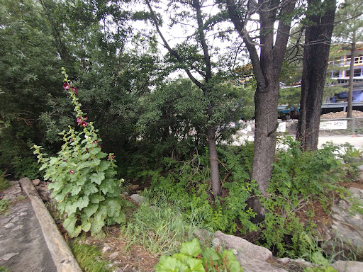 Gift Shop «Mt Lemmon General Store & Gift», reviews and photos, 12856 N Sabino Canyon Park, Mt Lemmon, AZ 85619, USA