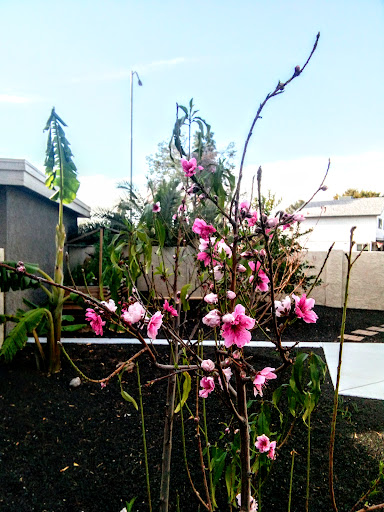 Discount Store «99 Cents Only Stores», reviews and photos, 2009 N Stapley Dr, Mesa, AZ 85203, USA