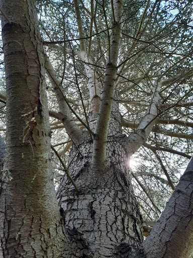 Deans Tree Surgery