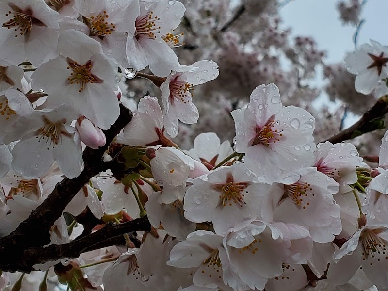 旭昇桜