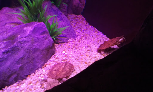 Aquarium «Via Aquarium», reviews and photos, 93 W Campbell Rd, Schenectady, NY 12306, USA