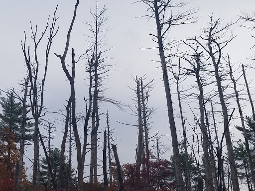 State Park «Blue Hills Reservation», reviews and photos, 695 Hillside St, Milton, MA 02186, USA