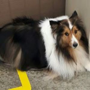 Pet Supply Store «All Pet & Equine Supply», reviews and photos, 1120 Porter Wagoner Blvd, West Plains, MO 65775, USA