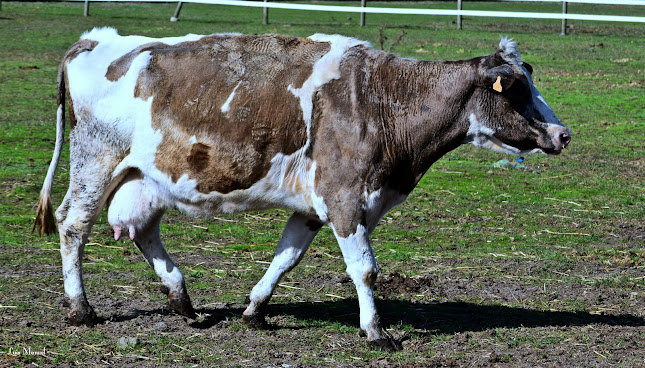 Centro Clínico e de Investigação Veterinária de Vairão (CCIVV), - Escola