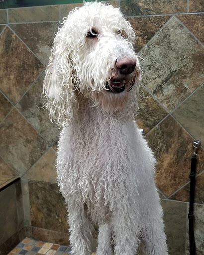 Pet Supply Store «Pet Valu», reviews and photos, 411 Valley Brook Ave, Lyndhurst, NJ 07071, USA