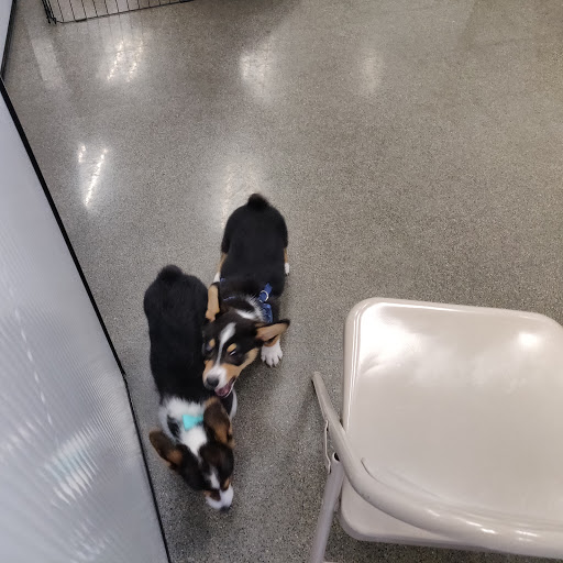 Pet Supply Store «Petco Animal Supplies», reviews and photos, 7215 170th Ave NE #115, Redmond, WA 98052, USA