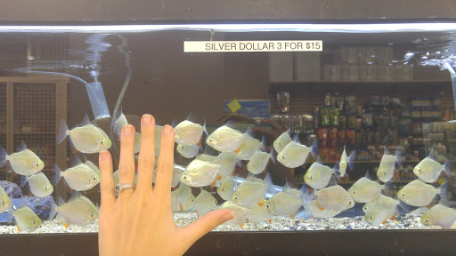 Aquarium Shop «Aquarium Arts», reviews and photos, 1810 W Baseline Rd #1, Mesa, AZ 85202, USA