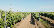 VIGNOBLE VINCENT Saint-Pierre-d'Oléron