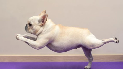 Yoga Studio «Leap Yoga», reviews and photos, 1725 Iron Point Rd, Folsom, CA 95630, USA