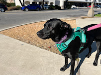 Dallas Pet Sitting - Photo 3 - Car repair in Dallas, TX, Dallas
