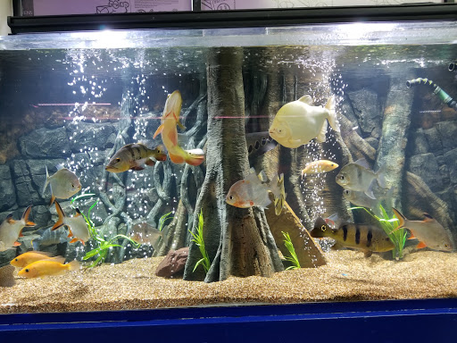 Tropical Fish Store «Xtreme Fish & Pets», reviews and photos, 11415 Bellaire Blvd # A, Houston, TX 77072, USA