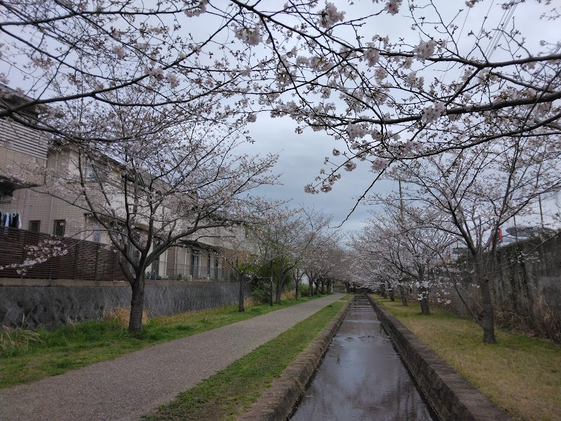 はるのみち～桜並木