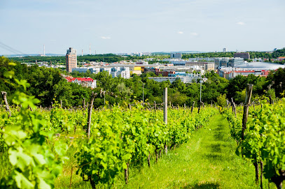 Vinařské družstvo svatý Václav-Vinice Máchalka