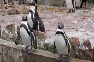 Pinguine image