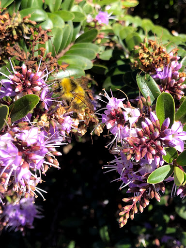 Park «Willard Wyatt Park», reviews and photos, 10508 Chapel Hill Rd, Lake Stevens, WA 98258, USA