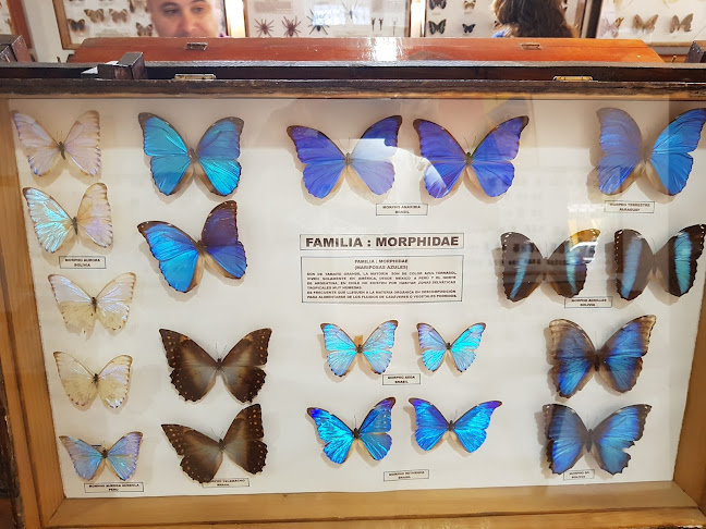 Opiniones de Museo Entomologico de Vicuña en Vicuña - Museo