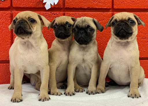 Pet Store «All Pets Club», reviews and photos, 1167 N Colony Rd, Wallingford, CT 06492, USA