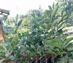 Jual bibit tanaman buah photo
